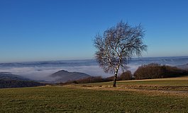 Einzelner Baum auf dem Saargau, im Tal Nebel 