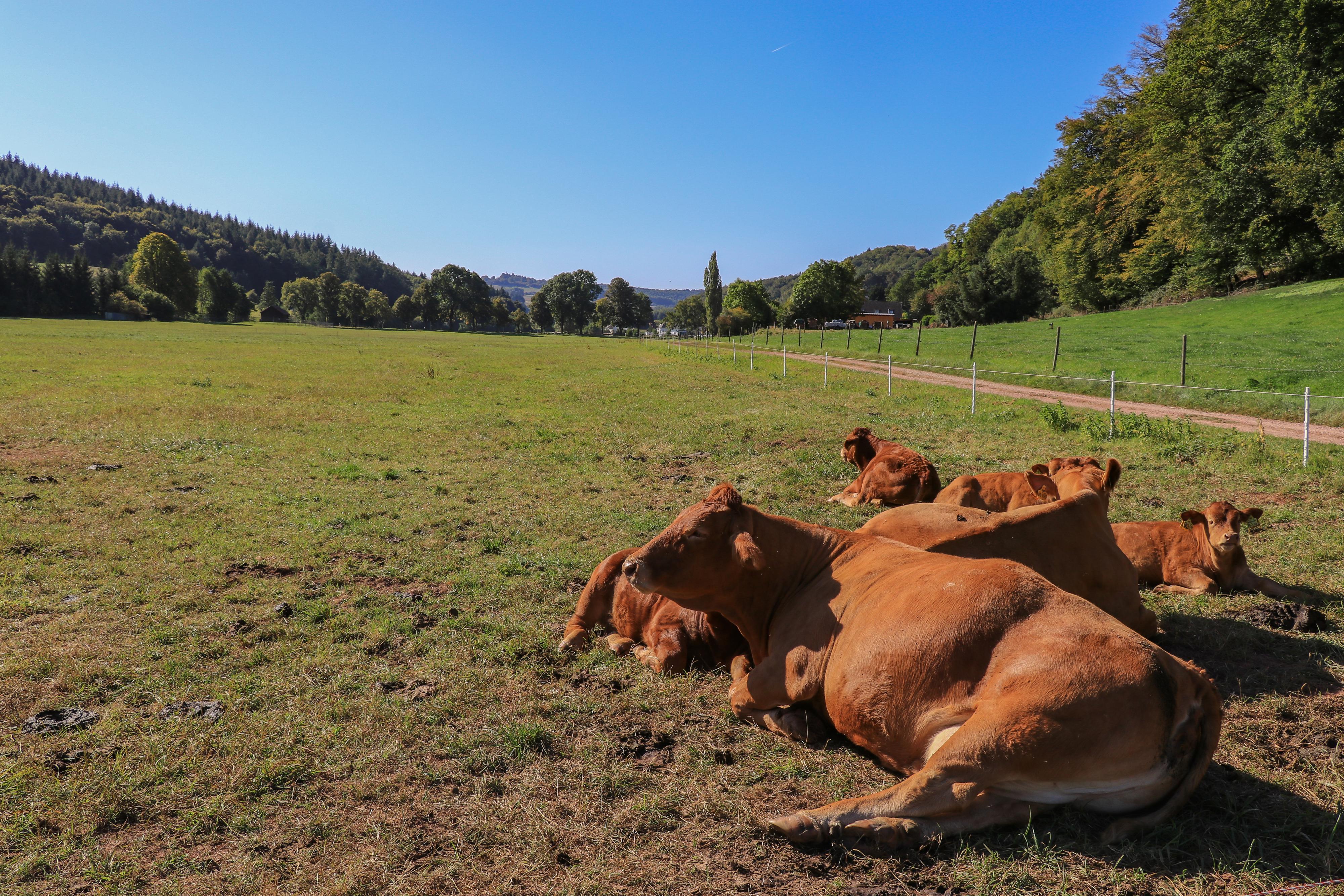 Kühe liegen im Sonnenschein auf einer Weide, im Hintergrund Wald 