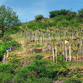 Wanderung im Moseltal: Moselsteig Seitensprung Wehrer Rosenberg