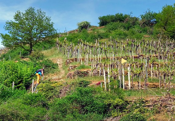 Wanderung im Moseltal: Moselsteig Seitensprung Wehrer Rosenberg