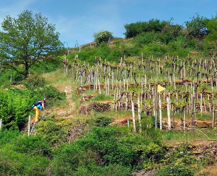 Wanderung im Moseltal: Moselsteig Seitensprung Wehrer Rosenberg