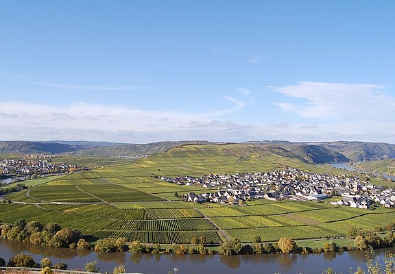 Die Moselschleife zwischen Trittenheim und Leiwen