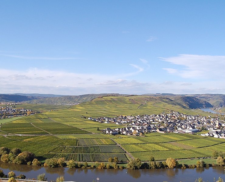 Die Moselschleife zwischen Trittenheim und Leiwen