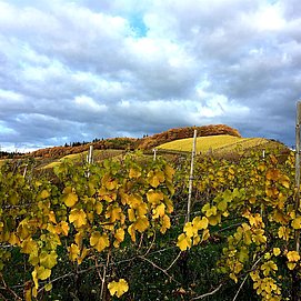 Unsere Weinberge in Filzen