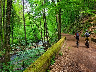 Kollesleuker Schweiz