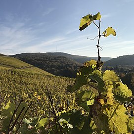Im nahen Weinberg