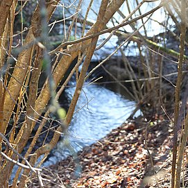 Löschteiche am Moselsteig Seitensprung Kluckertspfad