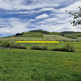 Weinberge im Konzer Tälchen (1)