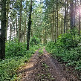 Konzer Höhenrunde: Nadelwald