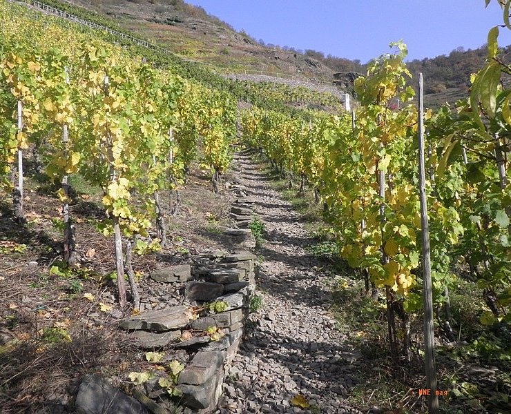 Aufstieg durch die Weinberge zum Bleidenberg