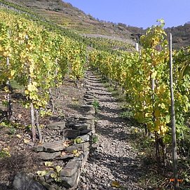 Aufstieg durch die Weinberge zum Bleidenberg