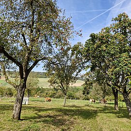 Streuobstwiesen an der Traumschleife