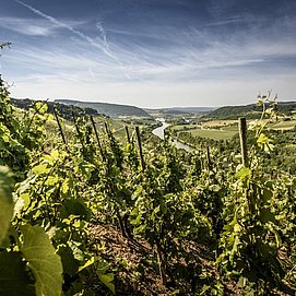 Gästehaus-Weingut Cantzheim (9)