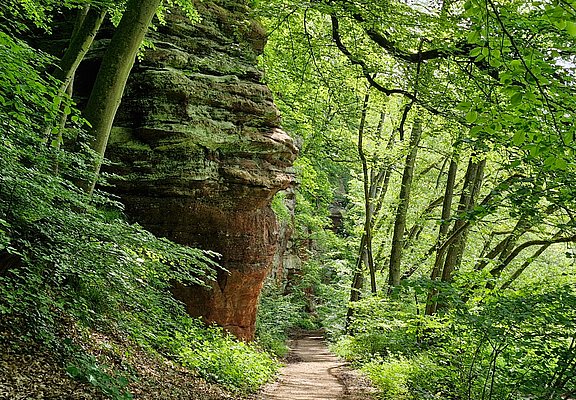 Kollesleuker Schweiz (2)