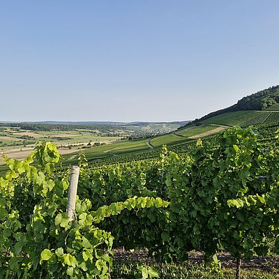 Foto: Weinberge Oberemmel