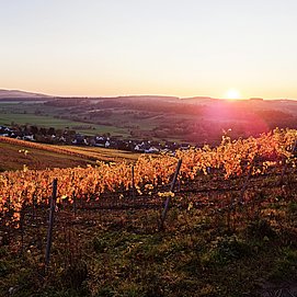 Weinberge Obermennig
