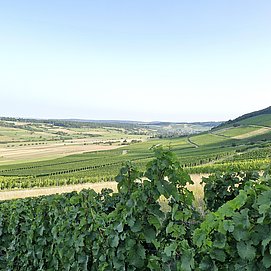 Weinberge Oberemmel (2)