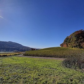 Wanderwege Wald und Weinberge