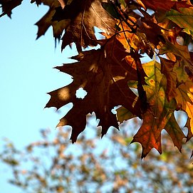 Impression (1)