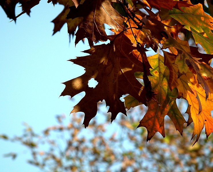 Impression (1)