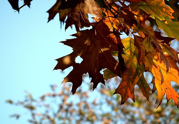 Impression (1)