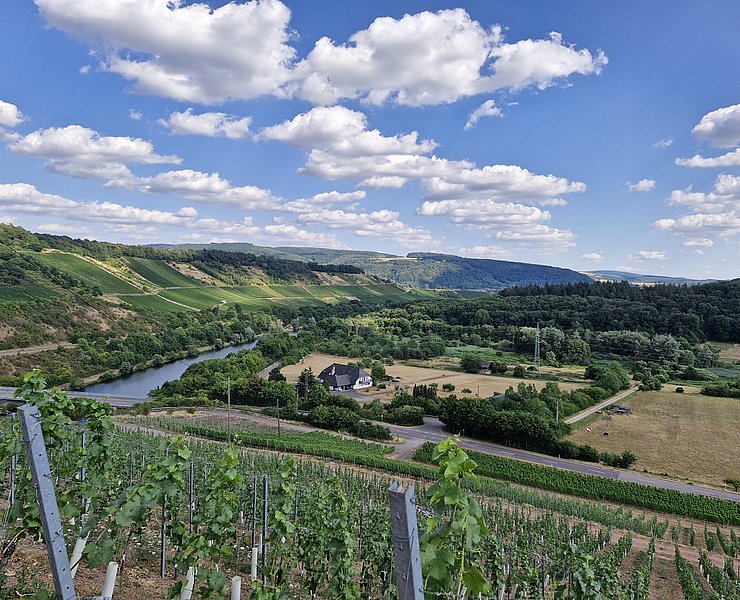 Weinberge bei Wawern