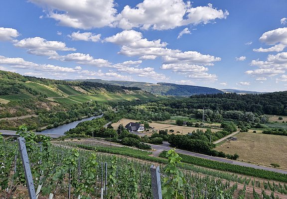 Weinberge bei Wawern