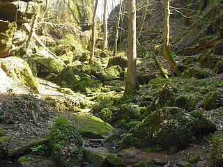 Ewigbachtal (01)