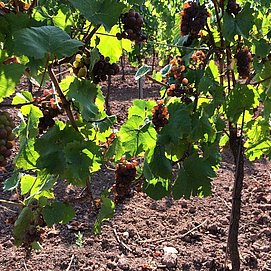 ... im Weinberg (2)