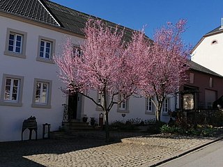 Weingut Peter Greif (1)