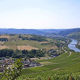 Saar-Riesling-Steig (03)