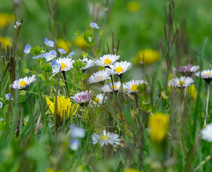 Bunte Wiese