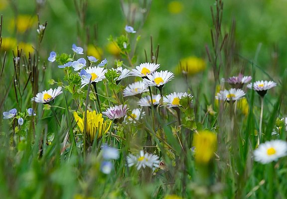Bunte Wiese