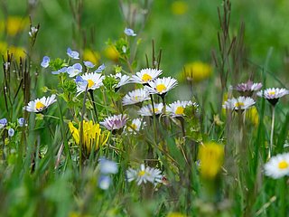Bunte Wiese