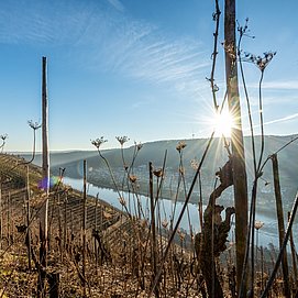 Weinreben am Moselsteig bei Winningen