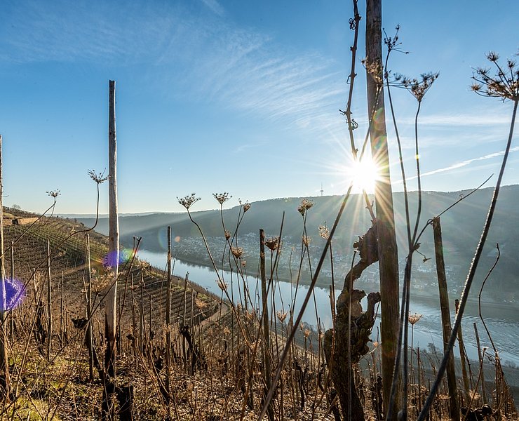 Weinreben am Moselsteig bei Winningen