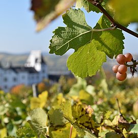 Weinreben vor Schloss Berg