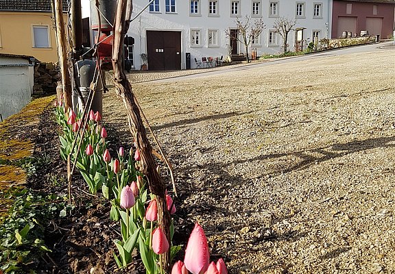 Weingut Peter Greif (2)
