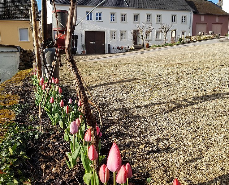 Weingut Peter Greif (2)