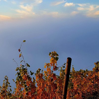Foto: Weingut Von Othegraven Kanzem (05)
