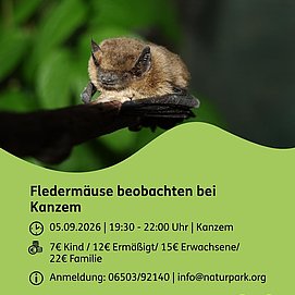 Fledermaus-Exkursion