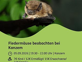 Fledermaus-Exkursion