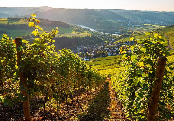 Saar-Riesling-Steig