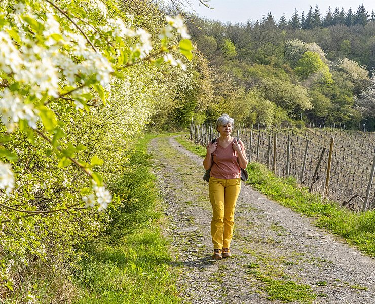 Wandern im Weinberg