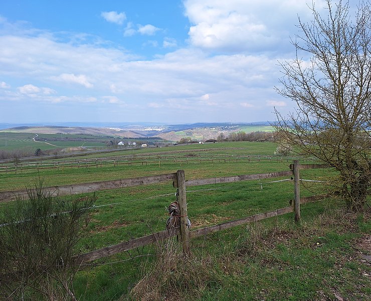 Pellingen (2)