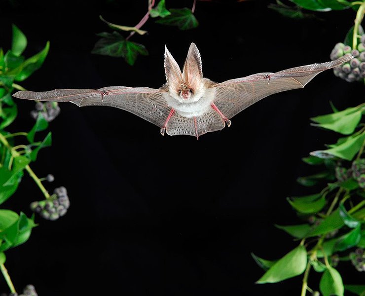 Fledermaus
