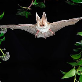 Fledermaus