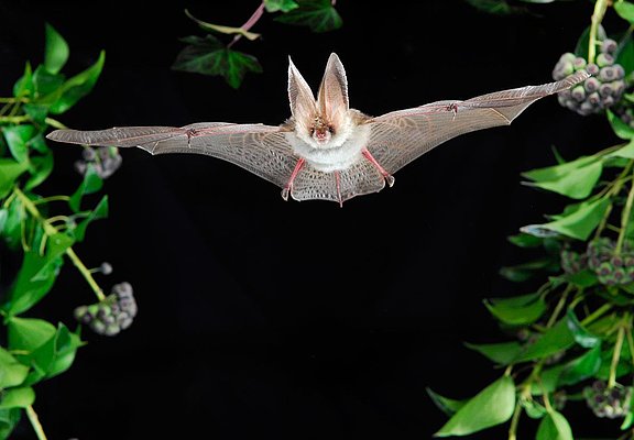 Fledermaus