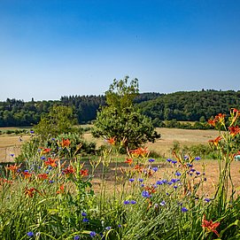 Premiumwanderweg Konzer Höhenrunde (01)