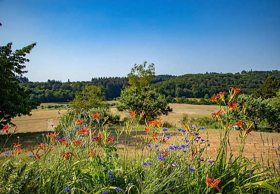 Premiumwanderweg Konzer Höhenrunde (01)